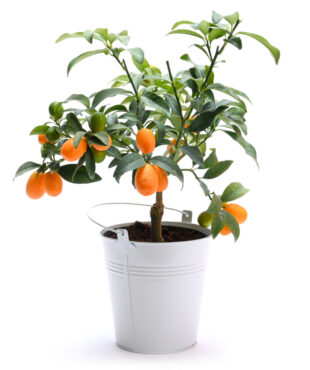 עץ תפוז סיני בכלי פח לבן