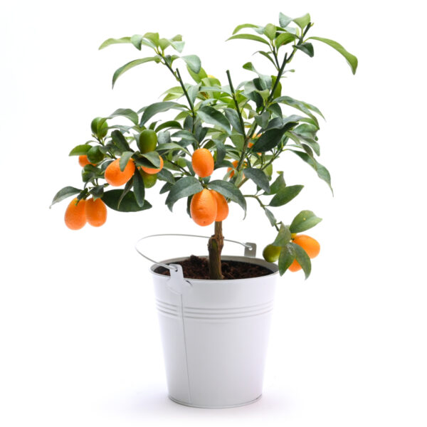 עץ תפוז סיני בכלי פח לבן